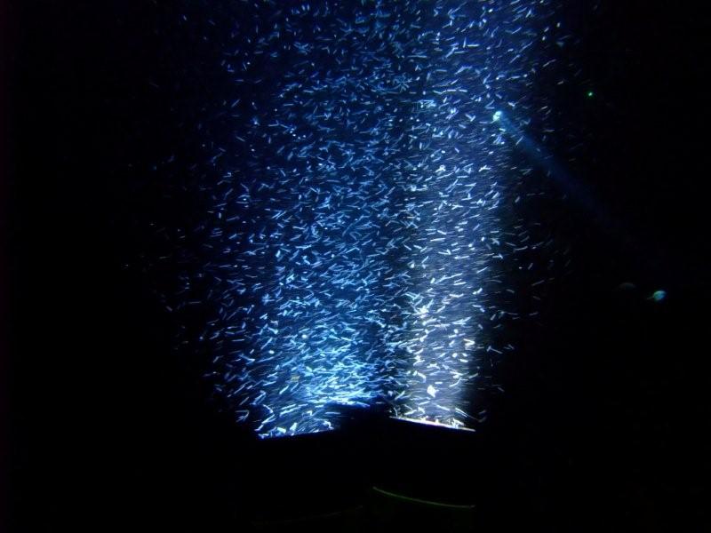 plankton light